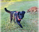 Small #11 Australian Shepherd-German Shepherd Dog Mix