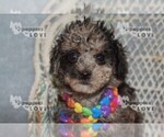 Small #7 Poodle (Toy)