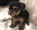 Small #9 Yorkshire Terrier