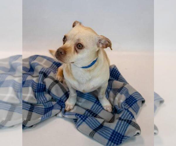 Medium Photo #2 Chihuahua-Unknown Mix Puppy For Sale in Kennesaw, GA, USA