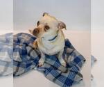 Small #1 Chihuahua Mix