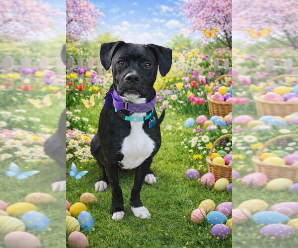 Medium Photo #9 Mutt Puppy For Sale in Springdale, PA, USA