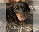 Small #10 Dachshund