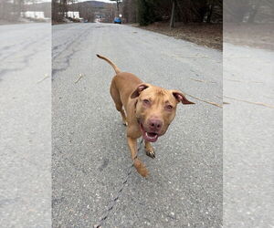 AC - Whiskey aka Snuggles - Male American Pit Bull Terrier-Unknown Mix Dog for Adoption - Photo #4