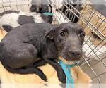 Small Cairn Terrier Mix