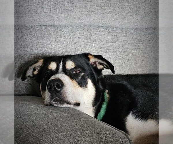 Medium Photo #18 Mutt Puppy For Sale in Fargo, ND, USA