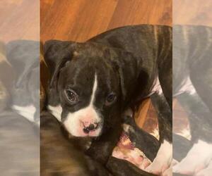 Boxer Puppy for sale in MIDWEST, WY, USA