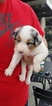 Small Photo #2 Australian Shepherd Puppy For Sale in RIVERBANK, CA, USA