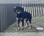 Small #10 YorkiePoo