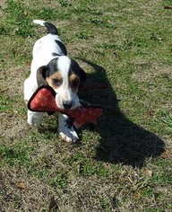 Basset Hound Puppy for sale in HOLLY POND, AL, USA