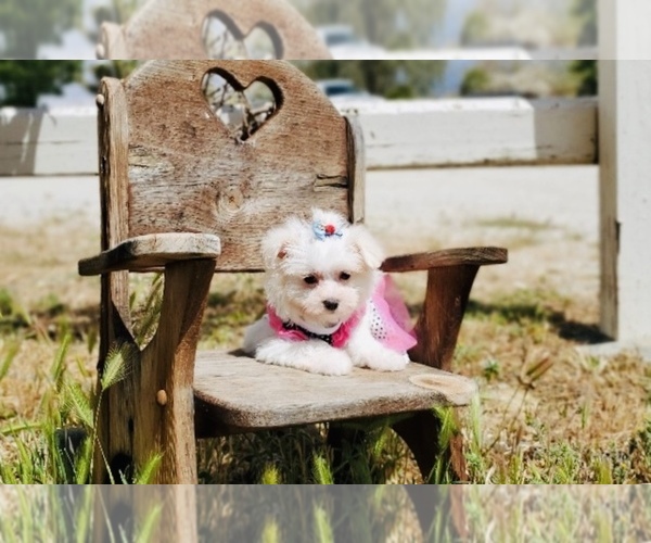 Medium Photo #3 Maltese Puppy For Sale in SANTA CLARITA, CA, USA