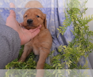 Medium Golden Retriever