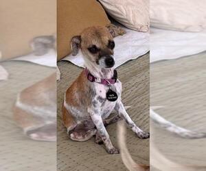 Chihuahua-Unknown Mix Dogs for adoption in Santa Barbara, CA, USA