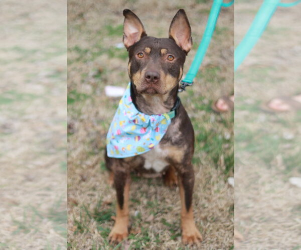 Medium Photo #13 American Pit Bull Terrier-Australian Kelpie Mix Puppy For Sale in Cookeville, TN, USA