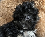 Puppy 2 Poodle (Toy)-ShihPoo Mix