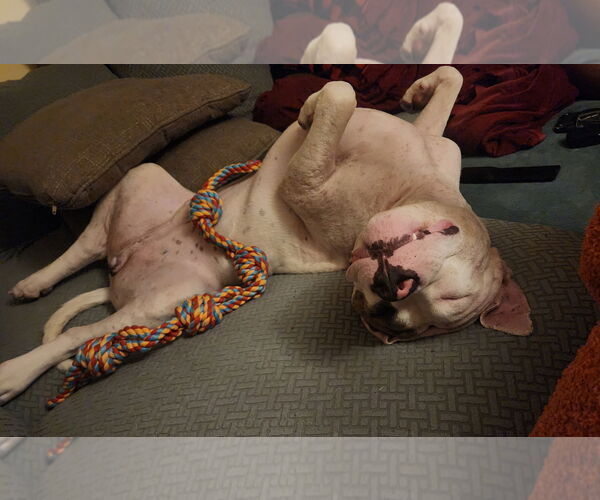 Medium Photo #27 Mutt Puppy For Sale in Philadelphia, PA, USA