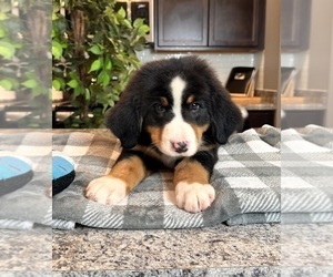 Bernese Mountain Dog Puppy for sale in INDIANAPOLIS, IN, USA