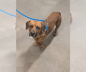 Beagle-Unknown Mix Dogs for adoption in Forestville, MD, USA