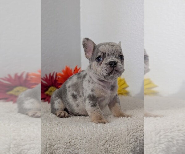 Medium Photo #35 French Bulldog Puppy For Sale in GOSHEN, IN, USA