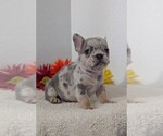 Small Photo #35 French Bulldog Puppy For Sale in GOSHEN, IN, USA