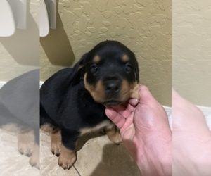 Rottweiler Puppy for sale in SURPRISE, AZ, USA