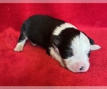 Small #1 Miniature Australian Shepherd