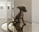 Small Photo #3 Miniature Pinscher Puppy For Sale in BALTIMORE, MD, USA