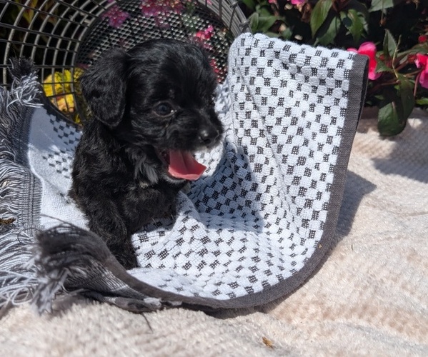 Medium Photo #12 Cavapoo Puppy For Sale in GOSHEN, IN, USA