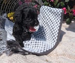 Small #11 Cavapoo