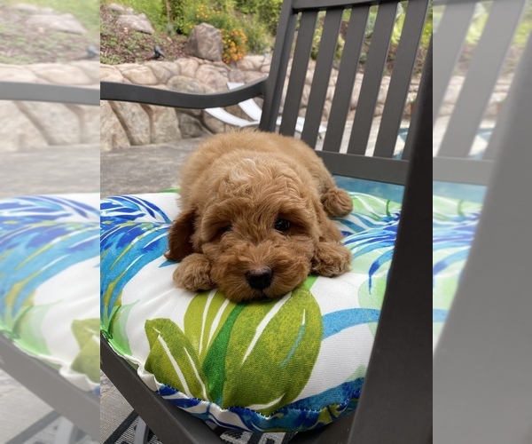 Medium Photo #4 Goldendoodle (Miniature) Puppy For Sale in SAN DIEGO, CA, USA