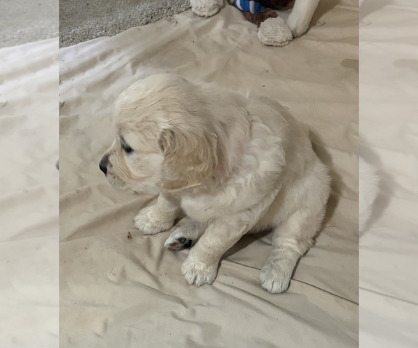 Medium Photo #2 English Cream Golden Retriever Puppy For Sale in GENOA CITY, WI, USA