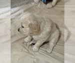 Small #1 English Cream Golden Retriever