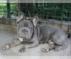 Father of the French Bulldog puppies born on 01/04/2024
