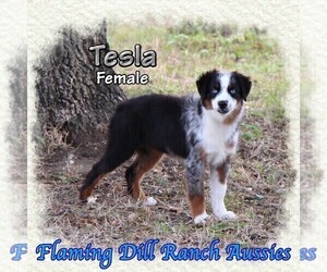 Miniature Australian Shepherd Puppy for sale in FORESTBURG, TX, USA