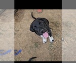 Puppy Puppy 2 Drako German Shorthaired Pointer-Great Pyrenees Mix