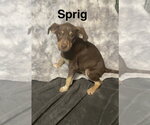 Sprig - Male Mutt Dog for Adoption - Small photo