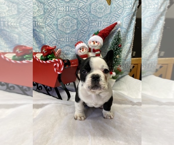 Medium Photo #3 French Bulldog Puppy For Sale in LOS ANGELES, CA, USA