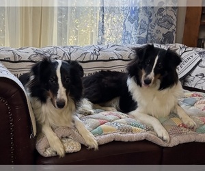 Mother of the Shetland Sheepdog puppies born on 10/14/2025