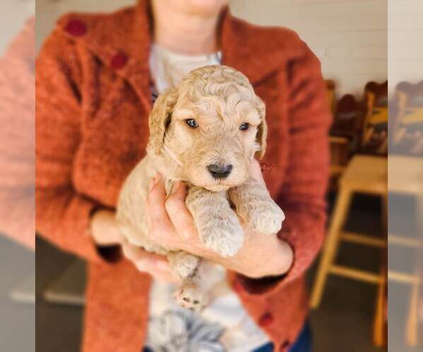 Medium Photo #29 Poodle (Standard) Puppy For Sale in WAGENER, SC, USA