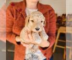 Small Photo #29 Poodle (Standard) Puppy For Sale in WAGENER, SC, USA