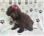 Small #4 ShihPoo