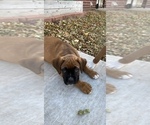 Small Photo #25 Boxer Puppy For Sale in COWETA, OK, USA
