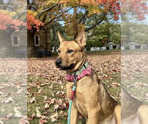 Mutt Dogs for adoption in Boston, MA, USA
