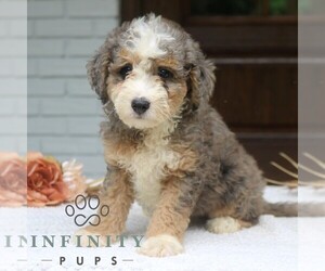 Bernedoodle (Miniature) Puppy for sale in NARVON, PA, USA