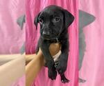 Small #1 American Pit Bull Terrier Mix