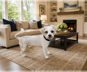 Lhasa Apso Dogs for adoption in Menifee, CA, USA