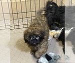 Small Photo #7 Shih Tzu Puppy For Sale in GLOUCESTER, VA, USA