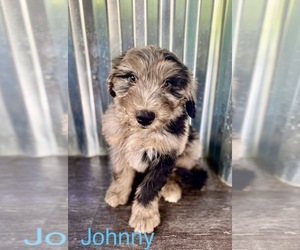 Aussiedoodle Puppy for Sale in JEROMESVILLE, Ohio USA