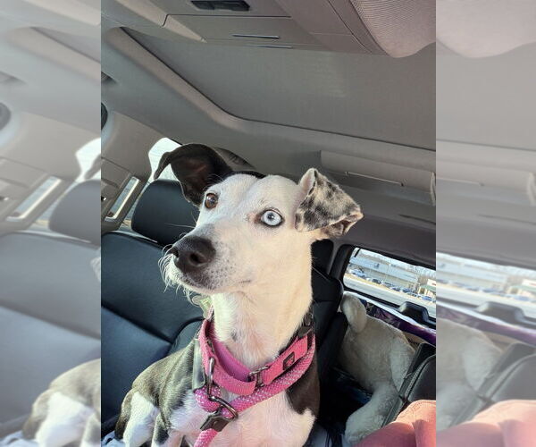 Medium Photo #3 Unknown-Whippet Mix Puppy For Sale in Boston, MA, USA