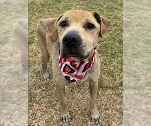 Medium Photo #1 Mutt Puppy For Sale in Tulsa, OK, USA